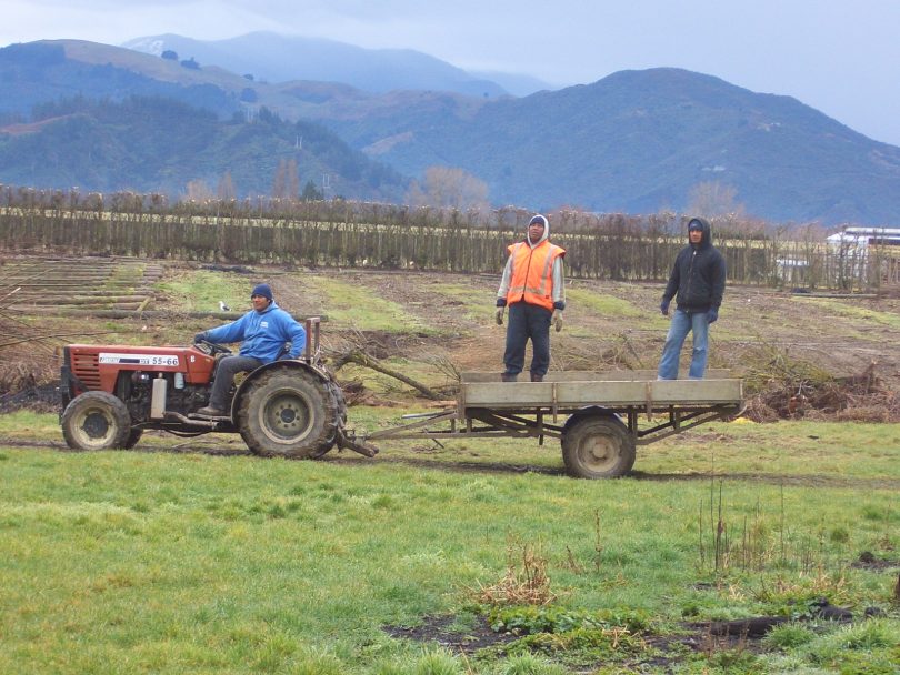 RSE workers in New Zealand (Richard Bedford)