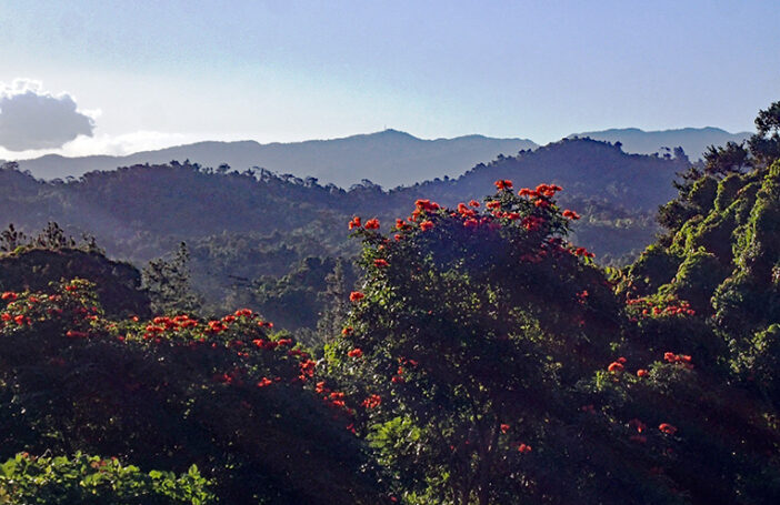 The invasive African tulip tree in Fiji