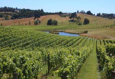 Vineyard in New Zealand (Richard Bedford)