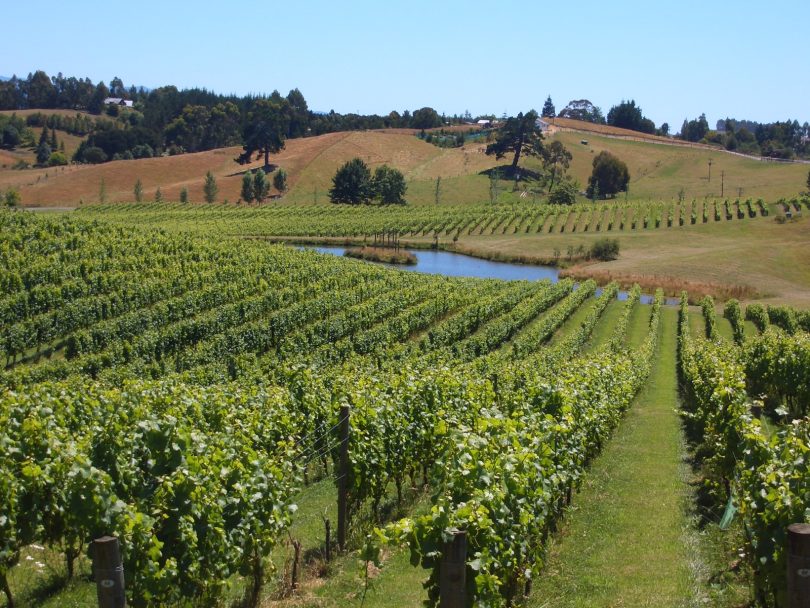 Vineyard in New Zealand (Richard Bedford)
