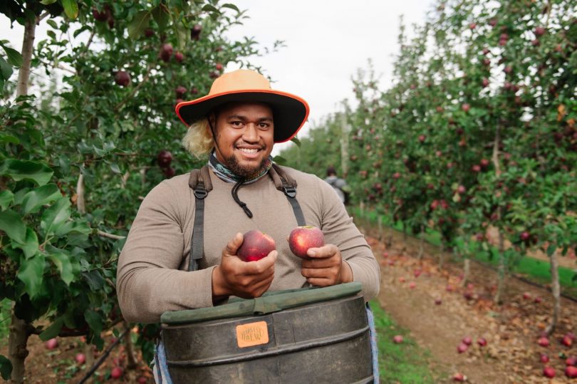 A Tongan PALM worker at Newton Orchards (Pacific Australia Labour Mobility scheme-Facebook)