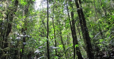 Rain forest on the Kokoda bush walk, Papua New Guinea