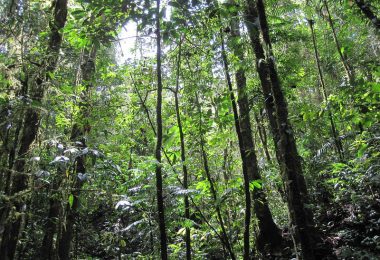 Rain forest on the Kokoda bush walk, Papua New Guinea