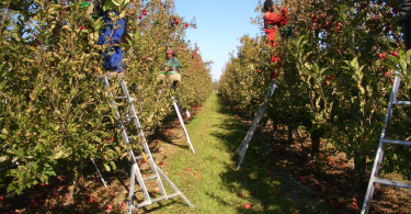 Samoan workers on ladders in a New Zealand orchard