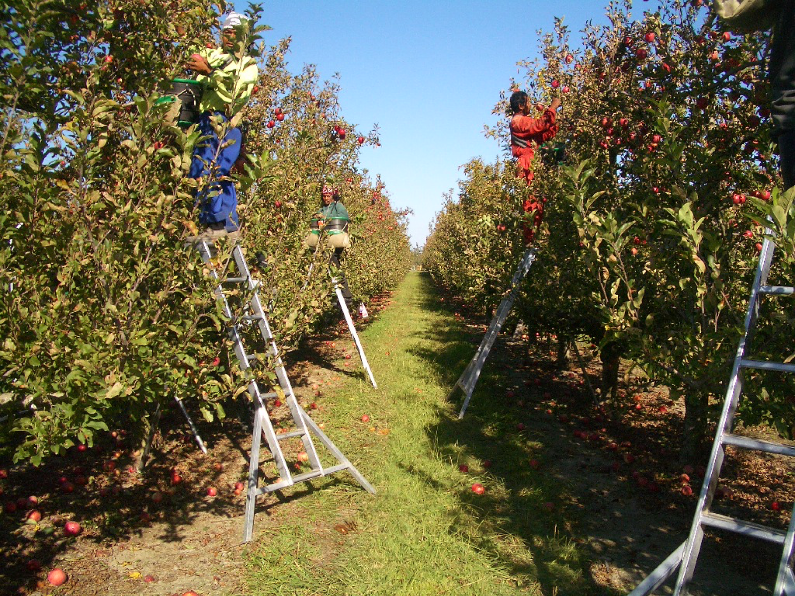 Samoan workers on ladders in a New Zealand orchard