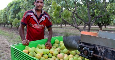 Tongan worker picking fruit in NT, Australia, 2017 (DFAT-Flickr)