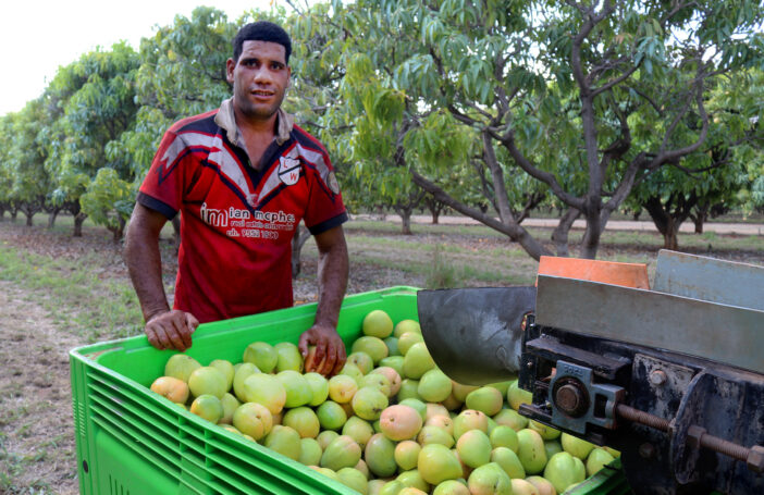 Tongan worker picking fruit in NT, Australia, 2017 (DFAT-Flickr)