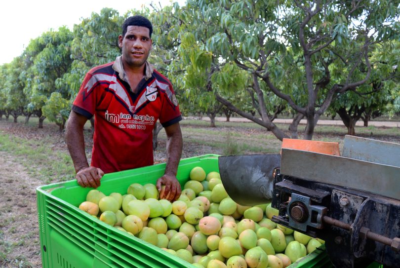 Tongan worker picking fruit in NT, Australia, 2017 (DFAT-Flickr)