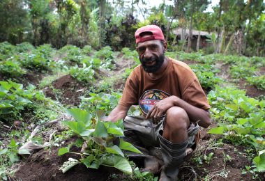 Farmer in a field of potato plants in Papua New Guinea
