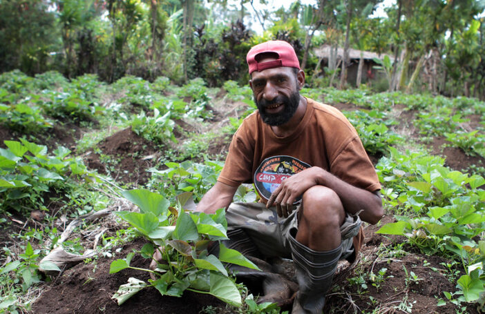 Farmer in a field of potato plants in Papua New Guinea