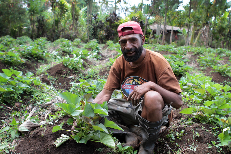 Farmer in a field of potato plants in Papua New Guinea