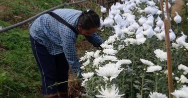 Migrant worker in northern Thailand working on flower farm