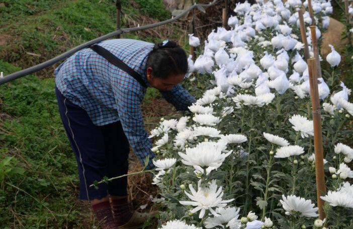 Migrant worker in northern Thailand working on flower farm