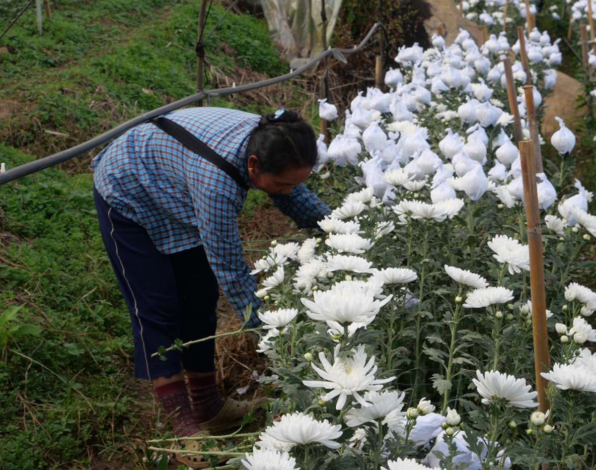 Migrant worker in northern Thailand working on flower farm