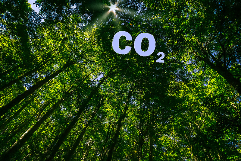 The canopy of this forest has hole in the shape of the letters CO2