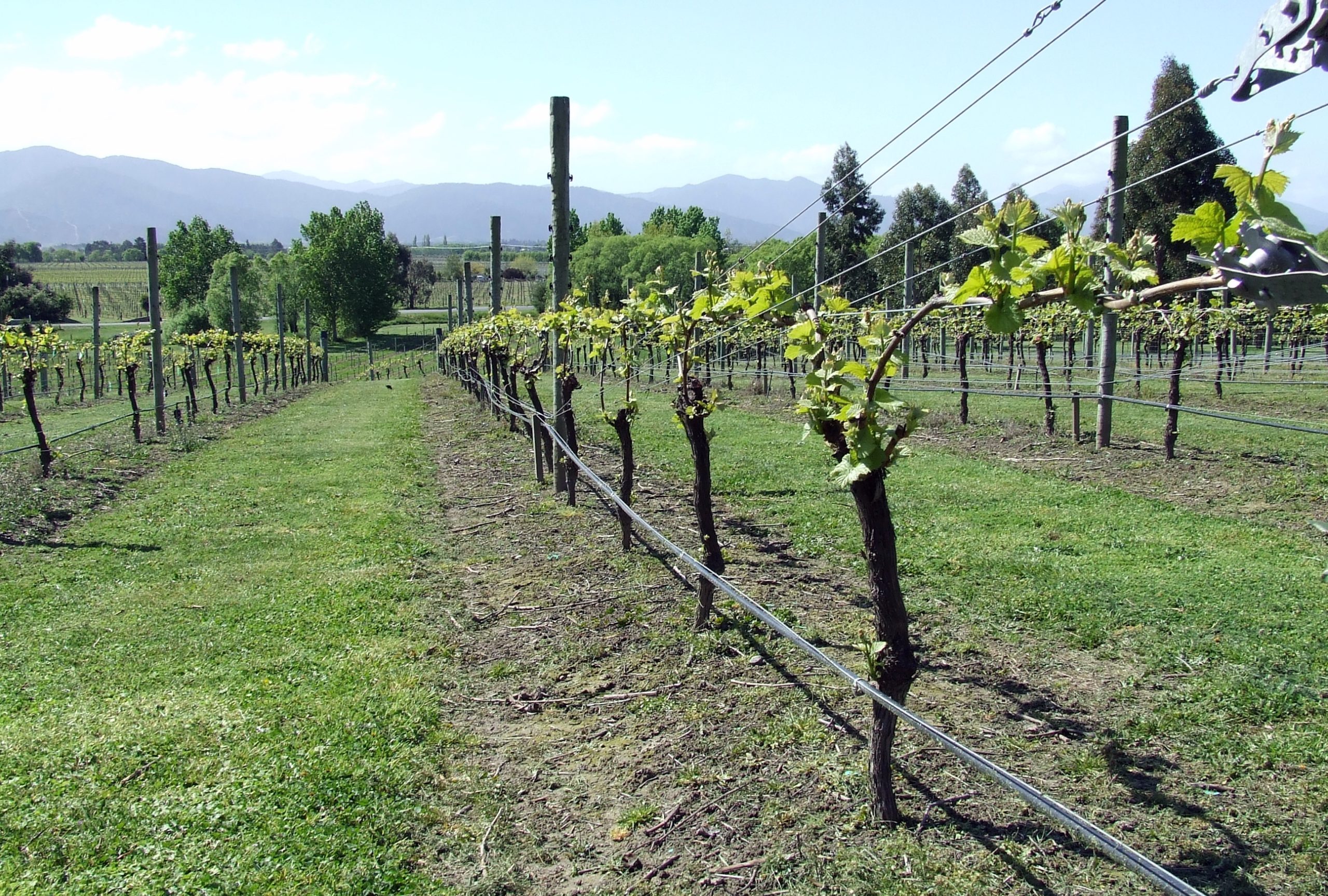 Vines in Marlborough, New Zealand (Tim Parkinson-Flickr)