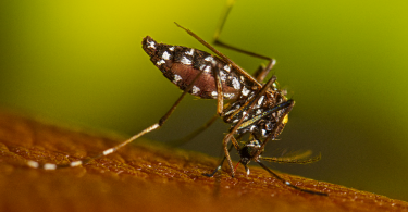 Close up of Aedes albopictus (Asian tiger mosquito) feeding