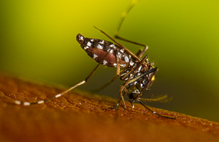 Close up of Aedes albopictus (Asian tiger mosquito) feeding