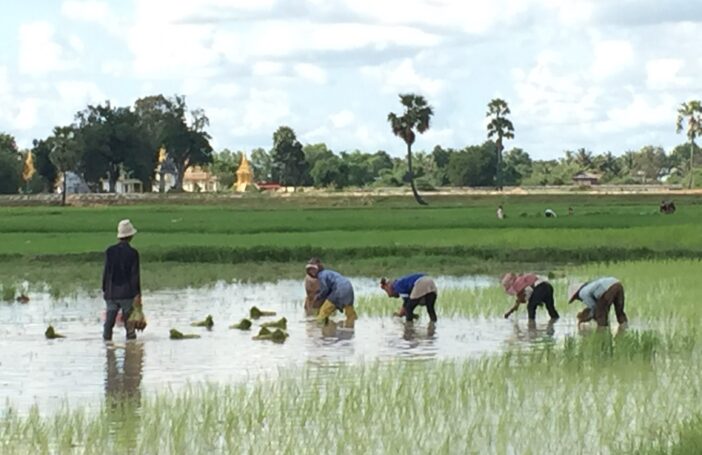 Rice in Cambodia (Glenn Denning)