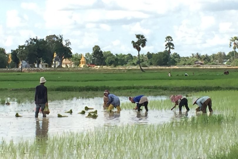 Rice in Cambodia (Glenn Denning)