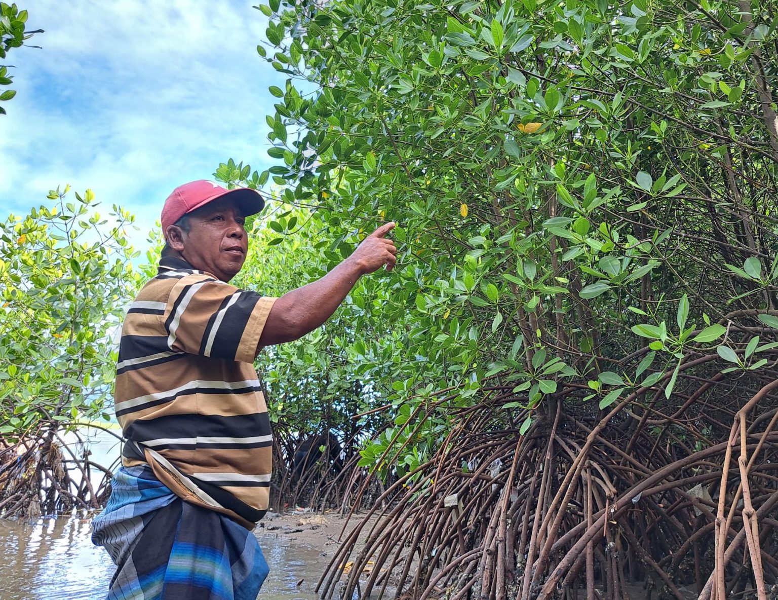 Mangroves near Cendi Manik village, Lombok, Indonesia - Devpolicy Blog