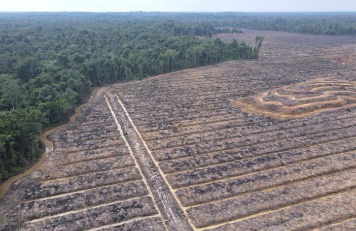 Rainforest Papua WorldRainforestMovement