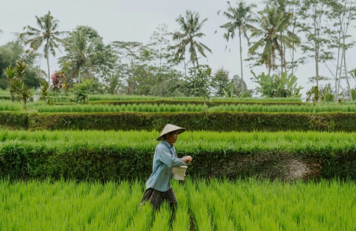 A farmer is tending to the rice paddies.