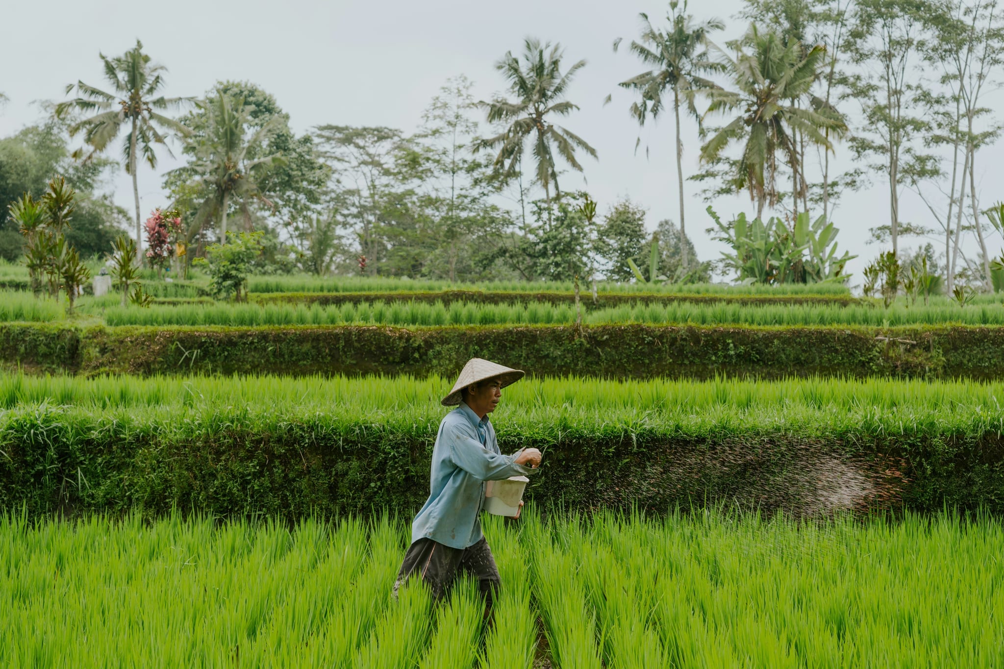A farmer is tending to the rice paddies.