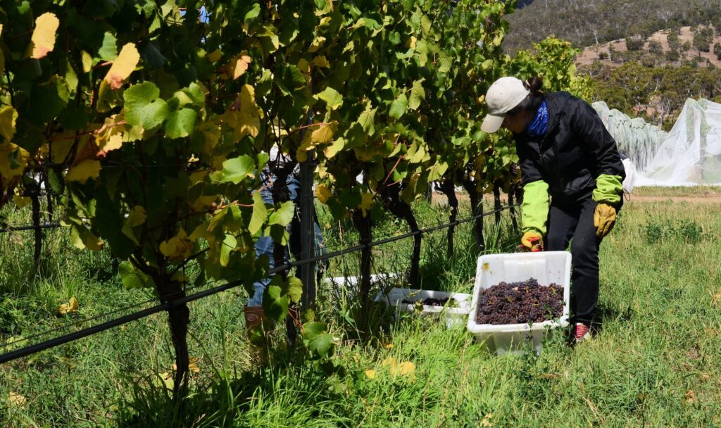 Pinot Grigio harvest, vintage 2012