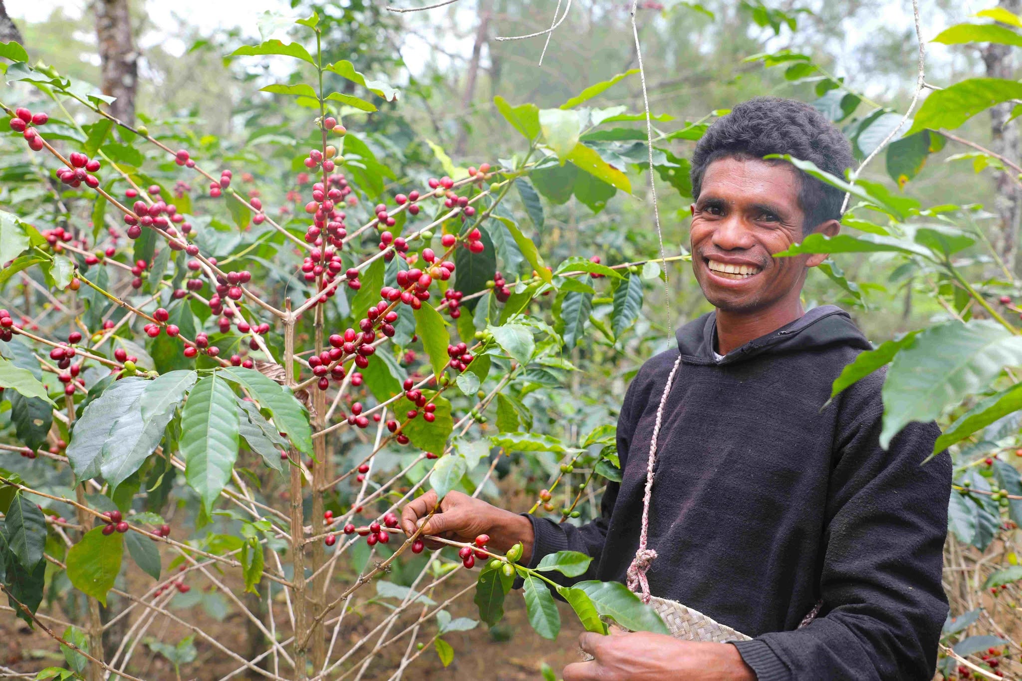 Timor Coffee